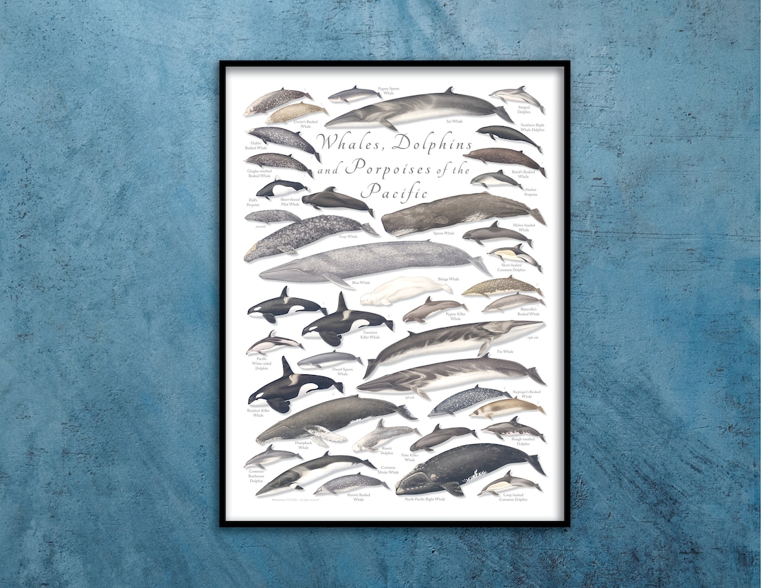 18x24 Whales, Dolphins, and Porpoises of the Pacific Poster, Pacific ...