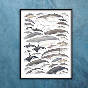 18x24 Whales, Dolphins, and Porpoises of the Pacific poster, Pacific whale poster, whale poster, dolphin poster, porpoise poster, cetaceans
