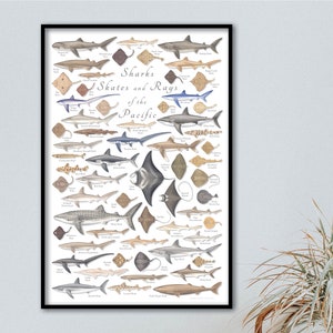 24x36 Sharks Skates and Rays of the Pacific poster, Pacific shark poster, Pacific fish poster, Pacific ocean poster