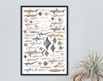 24x36 Sharks Skates and Rays of the Pacific poster, Pacific shark poster, Pacific fish poster, Pacific ocean poster