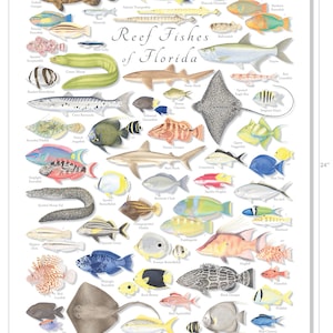 18x24 Reef Fishes of Florida poster, Florida Keys poster, Florida fish poster, reef fish poster, coral reef poster, Florida poster image 3