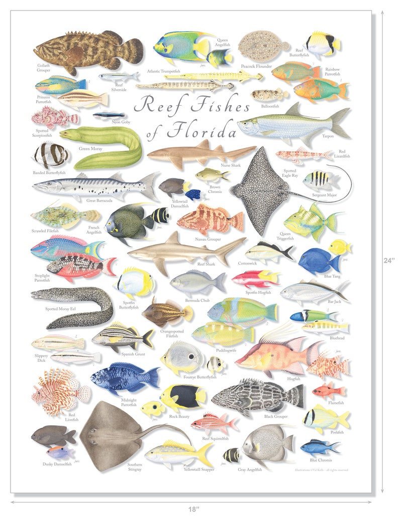 18x24 Reef Fishes of Florida poster, Florida Keys poster, Florida fish poster, reef fish poster, coral reef poster, Florida poster image 3