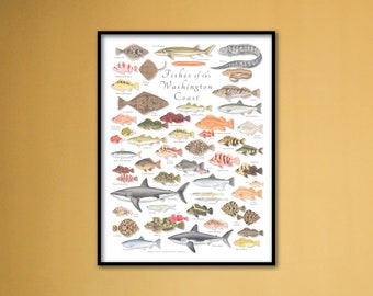 18x24 Fishes of the Washington Coast poster; Washington Coast Fish poster; Fishes of Coastal Washington