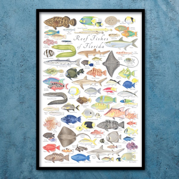 Affiche encadrée 24 x 36 de poissons de récif de Floride, affiche encadrée de poissons de Floride, affiche encadrée de récifs de Floride, affiche encadrée de poissons de récif de Floride