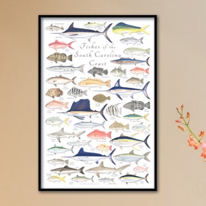 24x36 Fishes of the South Carolina Coast poster; South Carolina Coast fish poster;  South Carolina marine fishes poster