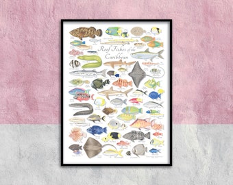 18x24 Reef Fishes of the Caribbean poster; Caribbean Reef Fish poster; Fishes of the Caribbean poster