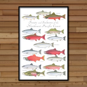 24x36 Trouts and Salmons of the Northeast Pacific Coast poster; Trout poster; Salmon poster; Pacific Ocean poster