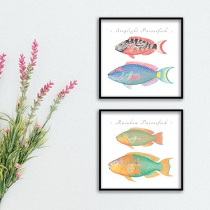Parrotfishes giclee prints; Blue Parrotifsh, Redband Parrotfish, Stoplight & Rainbow Parrotfish, Puddingwife, Creolefish giclee, fish print