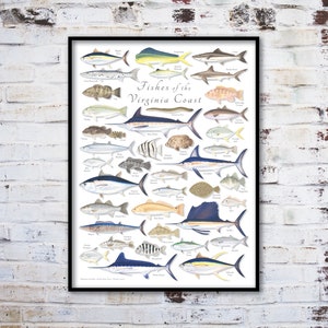18x24 Fishes of the Virginia Coast poster; Virginia saltwater fishes poster; Virginia Coast poster; Fishes of Virginia poster