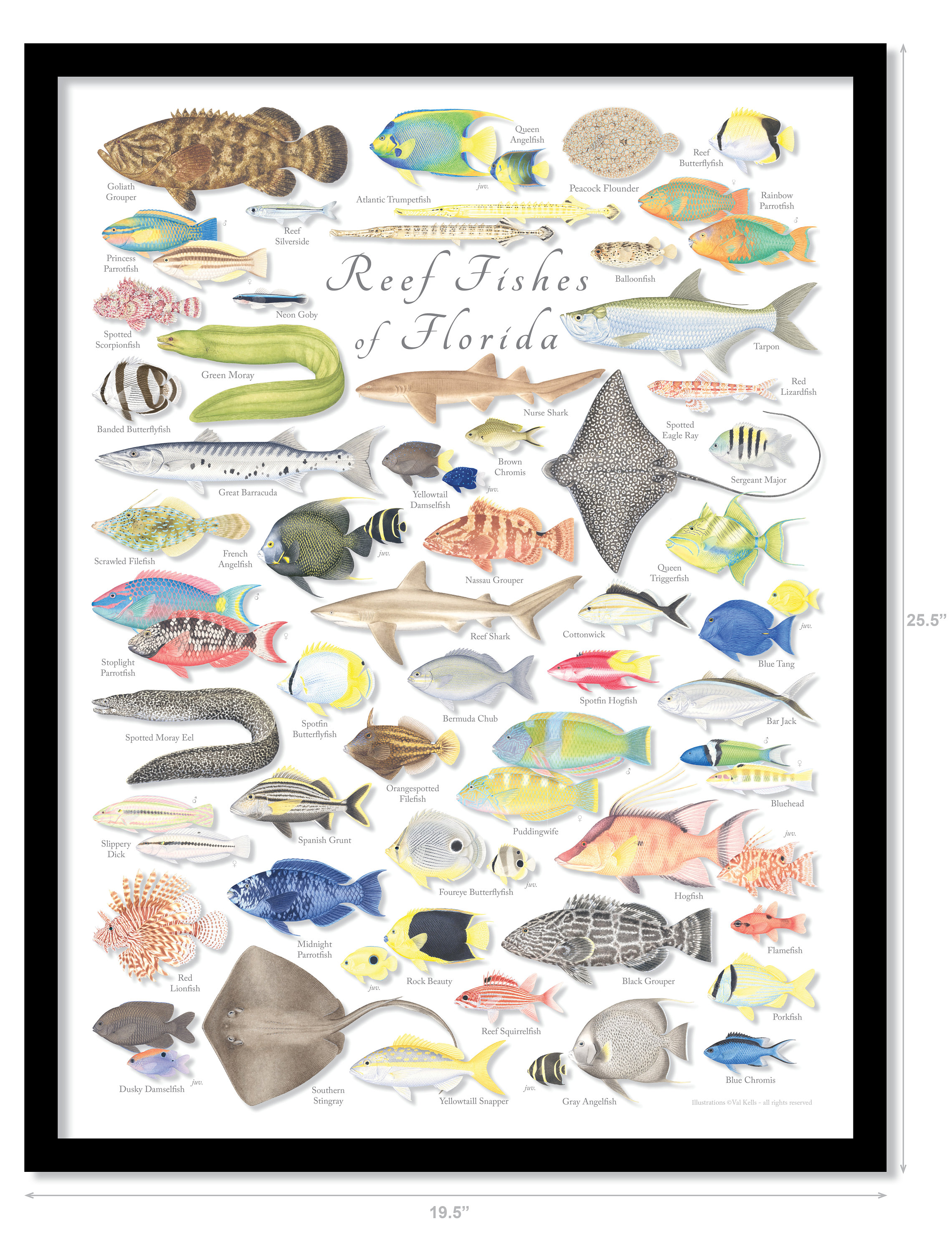 FRAMED 18x24 Reef Fishes of Florida Poster in Vibrant, Life-like