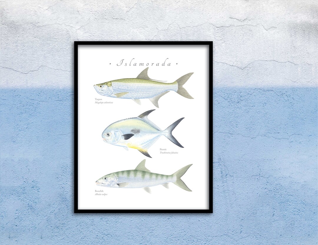 P8661】Permanent Fish／BEST ALBUM Permane