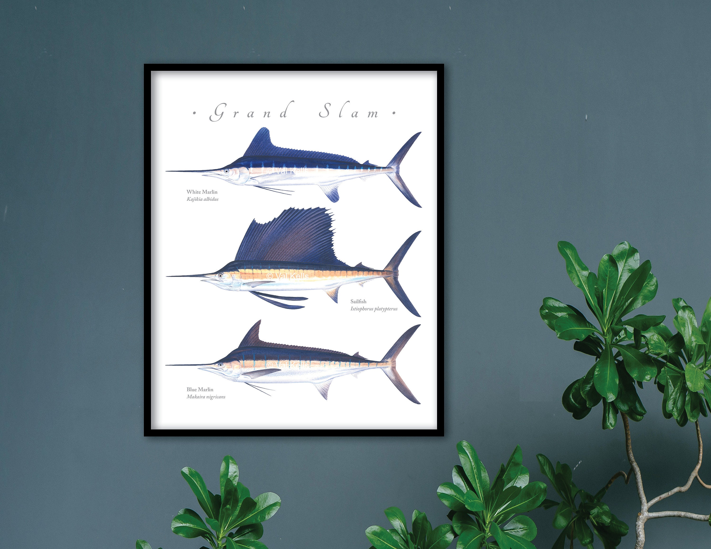 White Marlin Sailfish Blue Marlin Grand Slam Giclee Print Etsy