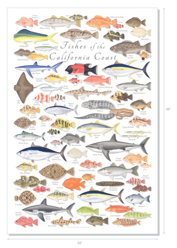24x36 Fishes of the California Coast Poster, California Fish Poster,  California Fish Print, California Marine Fish Poster 