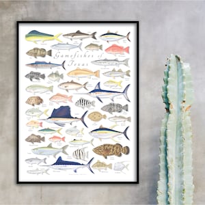 18 x 24 gibiers à plumes de la côte du Texas, affiche de la côte du Texas, impression de la côte du Texas, poissons de la côte du Texas