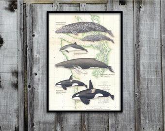 18x24 Whales of the Salish Sea with historical NOAA chart poster; Puget Sound whale poster, Oregon Coast poster, Washington Coast poster