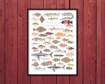 18x24 Fishes of the California Coast poster; California fishes poster; Fishes of California poster