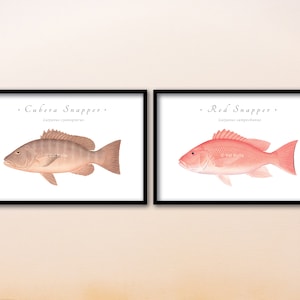 SNAPPER giclee prints; Red Snapper, Cubera Snapper, Mutton Snapper, Gray Snapper, Vermilion Snapper, Yellowtail Snapper, snapper prints