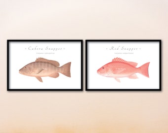 12x8 SNAPPER giclee prints; Red Snapper, Cubera Snapper, Mutton Snapper, Gray Snapper, Vermilion Snapper, Yellowtail Snapper