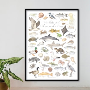 Manifesto 18x24 sulla fauna selvatica della baia di Chesapeake; manifesto della baia di Chesapeake; stampa della baia di Chesapeake; fauna selvatica della baia di Chesapeake; baia di Chesapeake