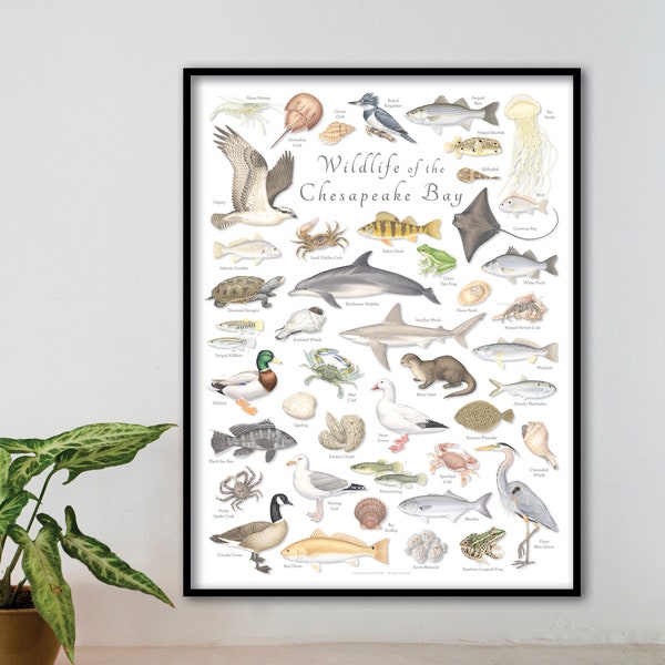 18x24 Wildlife of the Chesapeake Bay poster; Chesapeake Bay poster; Chesapeake Bay wildlife poster