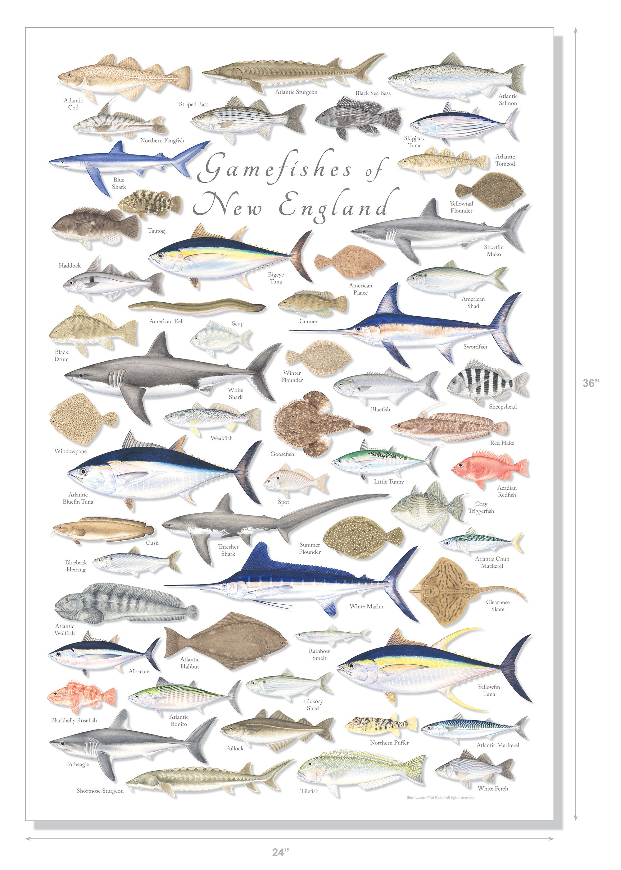 24x36 Gamefishes of New England Poster; New England Gamefish 24x36 Gamefishes of New England Poster; New England Gamefish