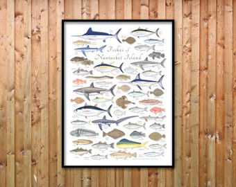 18x24 Fishes of Nantucket Island poster; Fishes of Nantucket poster; Nantucket fish poster
