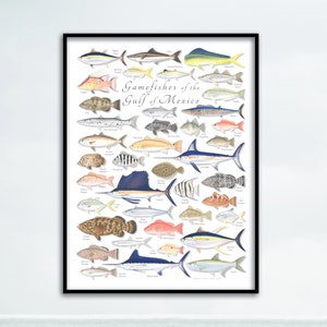 May include: A framed print titled "Gamefishes of the Gulf of Mexico" featuring watercolor illustrations of various fish species. The artwork showcases a variety of colorful fish, each labeled with its common name, set against a white background.