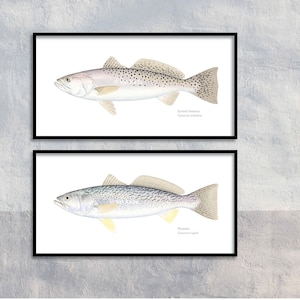 Seatrout giclee prints; Spotted Seatrout giclee, Weakfish giclee, Speckled Trout giclee, trout giclee, fish print