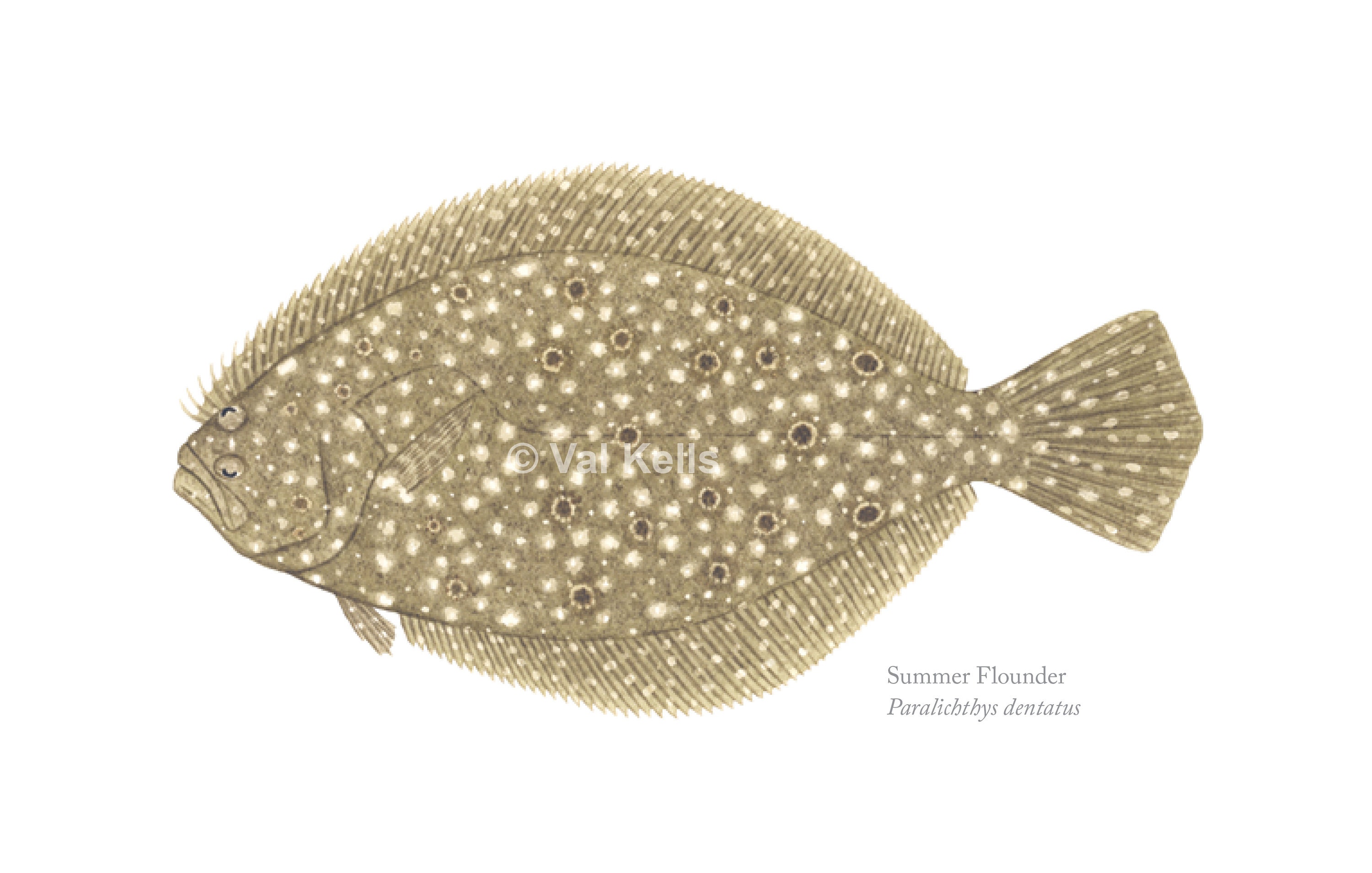 Gulf Southern Summer Flounder Giclee Prints Gulf Flounder Etsy 日本