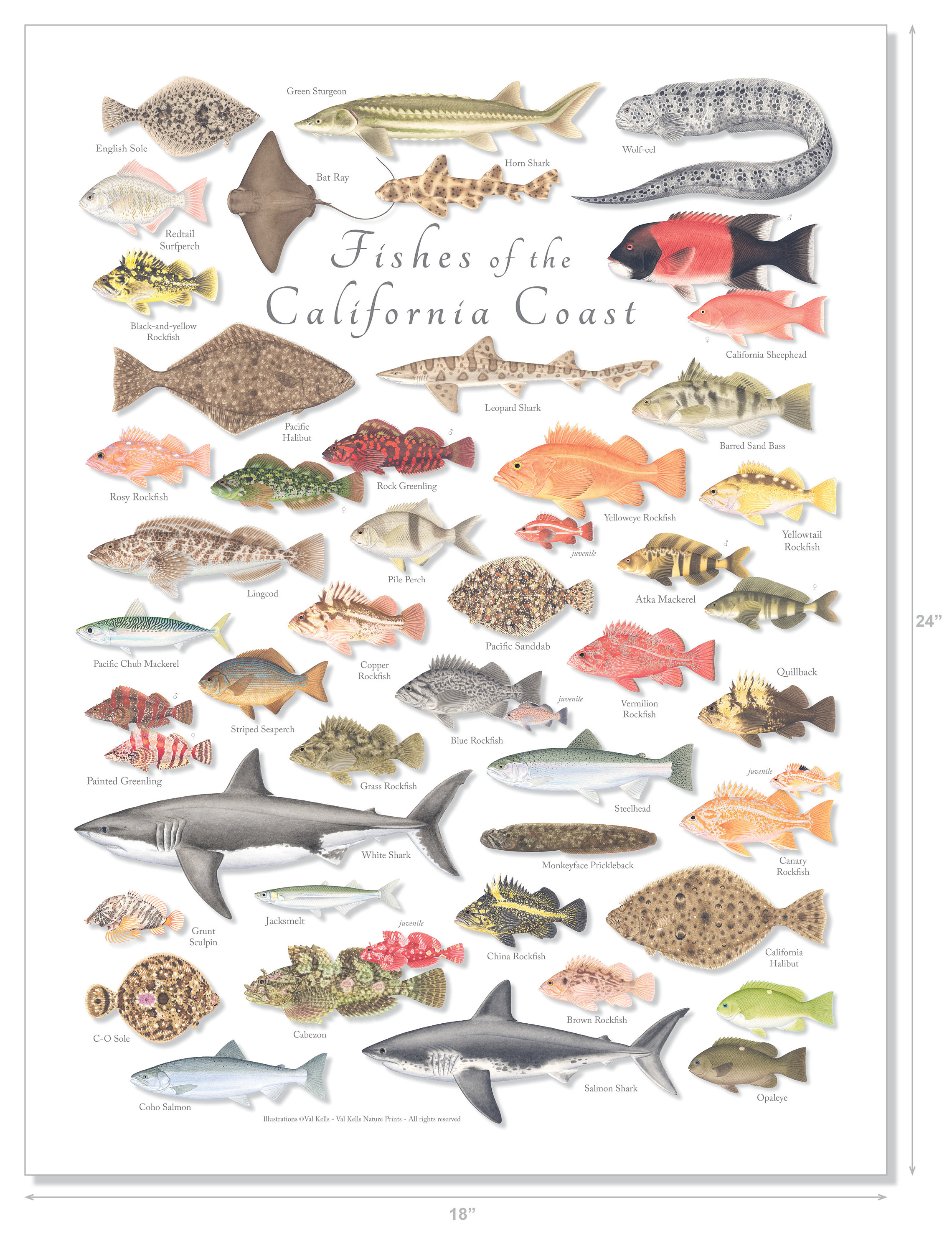 鮮やかなカラーの18x24インチのカリフォルニア海岸の魚類ポスター