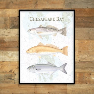 18x24 ChesaPeak Bay NOAA Chart Poster; Seekartenposter von ChesaPeak Bay; ChesaPeak Bay Fisch Poster; Gesprenkelte Forelle, Rote Trommel, Blaufisch
