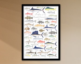 FRAMED 24x36 Fishes of the South Carolina Coast poster; Framed South Carolina poster; South Carolina Fishes poster