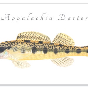 Darter giclee prints Candy Darter, Riverweed Darter, Appalachia Darter, Golden Darter, Shield Darter, Roanoke Darter, Logperch, fish print Appalachia