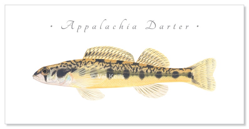 Darter giclee prints Candy Darter, Riverweed Darter, Appalachia Darter, Golden Darter, Shield Darter, Roanoke Darter, Logperch, fish print Appalachia