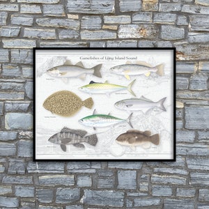 May include: A vintage-style illustration of gamefishes of Long Island Sound. The print features eight different fish species, including striped bass, black sea bass, and summer flounder. The illustration is set against a map of Long Island Sound.