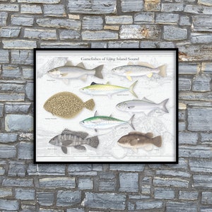 20x16 Gamefishes of Long Island Sound poster Fishes of Long Island Sound Long Island Sound Fishes Long Island Sound poster image 1