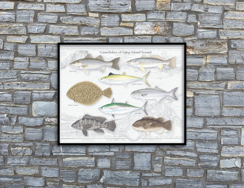 20x16 Gamefishes of Long Island Sound poster Fishes of Long Island Sound Long Island Sound Fishes Long Island Sound poster image 1