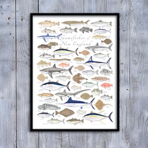 May include: A framed print titled "Gamefishes of New England" featuring detailed illustrations of various fish species. The artwork showcases a variety of fish, including sharks, tuna, and flounder, with each species labeled. The print is set against a light wood background.