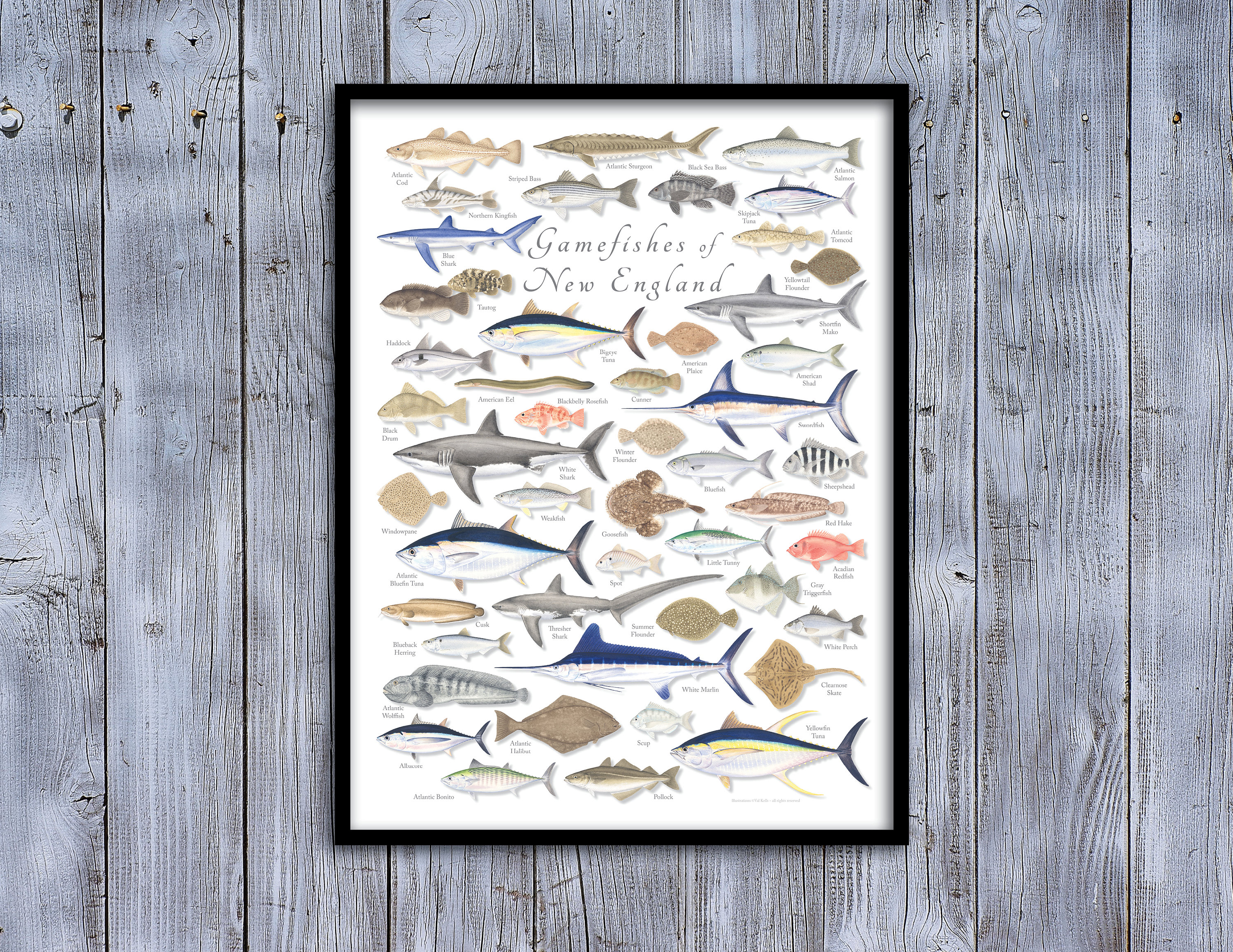 18x24 Gamefishes of New England Poster, New England Fish Poster, New  England Fish Print 