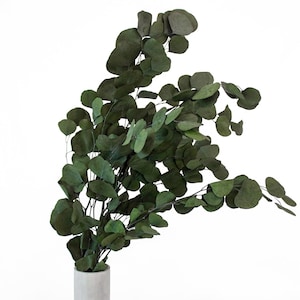 Preserved Populus Eucalyptus Green 40-80 cm (POP/0104) - Stabilized Eucalyptus Branches for Floral Arrangements