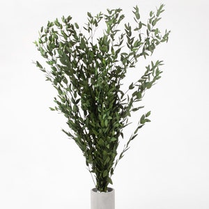 Preserved Parvafolia Eucalyptus Green 40-80 cm (PAR/0104) - Stabilized Eucalyptus Branches for Floral Design