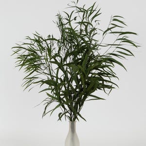 Preserved Nicoly Eucalyptus Green 40-80 cm (NIC/0104) - Stabilized Eucalyptus Leaves for Floral Arrangements