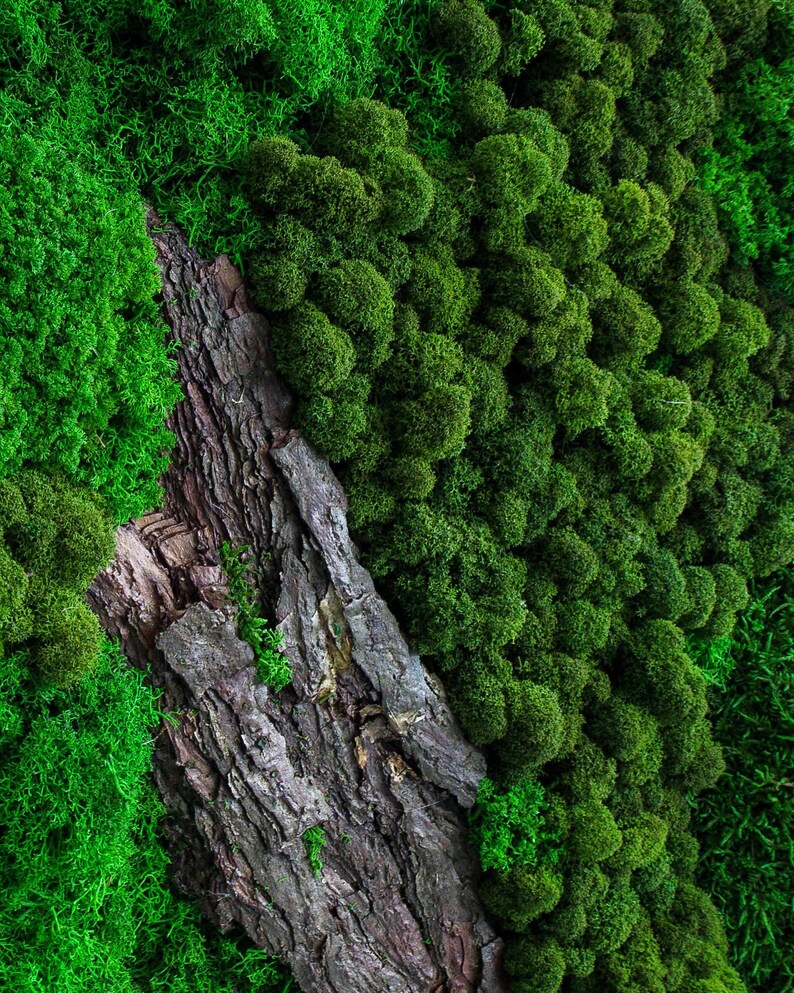 Artisan Moss & Bark Wall Art Sustainable Home Decor Etsy Australia