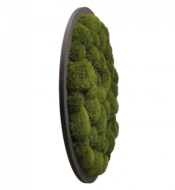 Moss Art Moss Wall Moss Circles Circle Art Preserved Moss Etsy