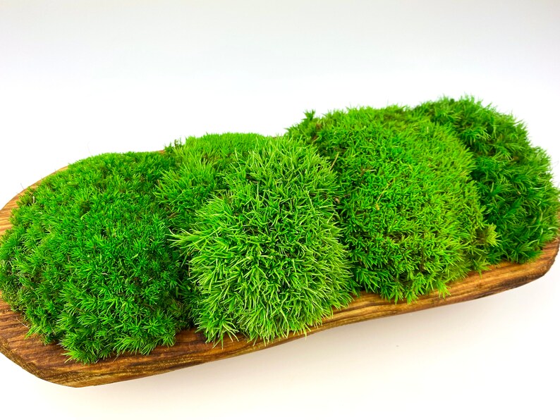 Preserved Moss Wooden Bowl Table Decor Dough Bowl Moss Etsy