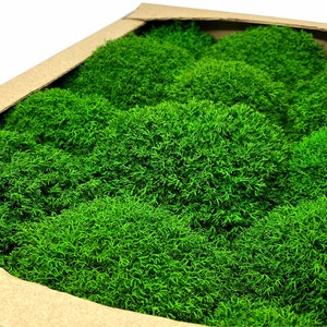 Konserwowany reniferowy królewski mech leśny zielony, stabilizowany porost suszony naturalny hurtowy mech, floryści terrarium miski centralne dekoracje