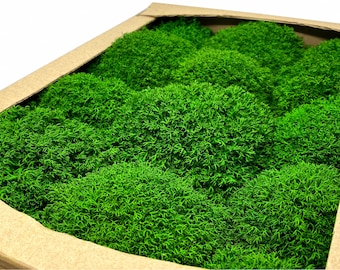 Preserved Reindeer Royal Moss Forest Green, Stabilized Lichen Dried Natural Wholesale Moss, Florists Terrarium Bowls Centerpieces Decor