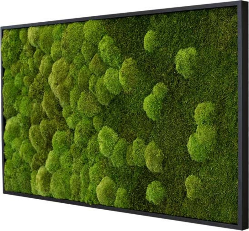 Preserved Moss Art Framed Real Moss Decor Living Moss Wall - Etsy