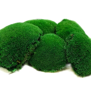 Preserved ball moss, pole moss, pillow moss, bulk moss, bun moss, natural moss, decorative moss, Bulk Wholesale