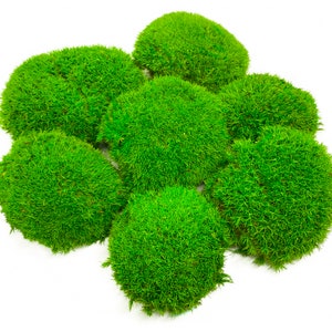 Preserved Ball Moss Green, Pillow Bun Moss, Stabilized Pole Moss, Decorative Natural Moss, Cushion Moss, Bulk Moss, Preserved Moss, Wall Art